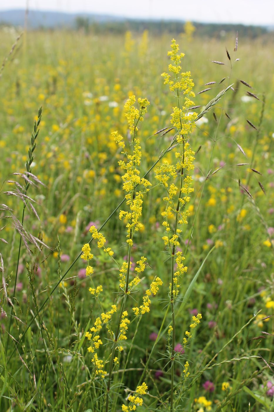 Image of Galium verum specimen.
