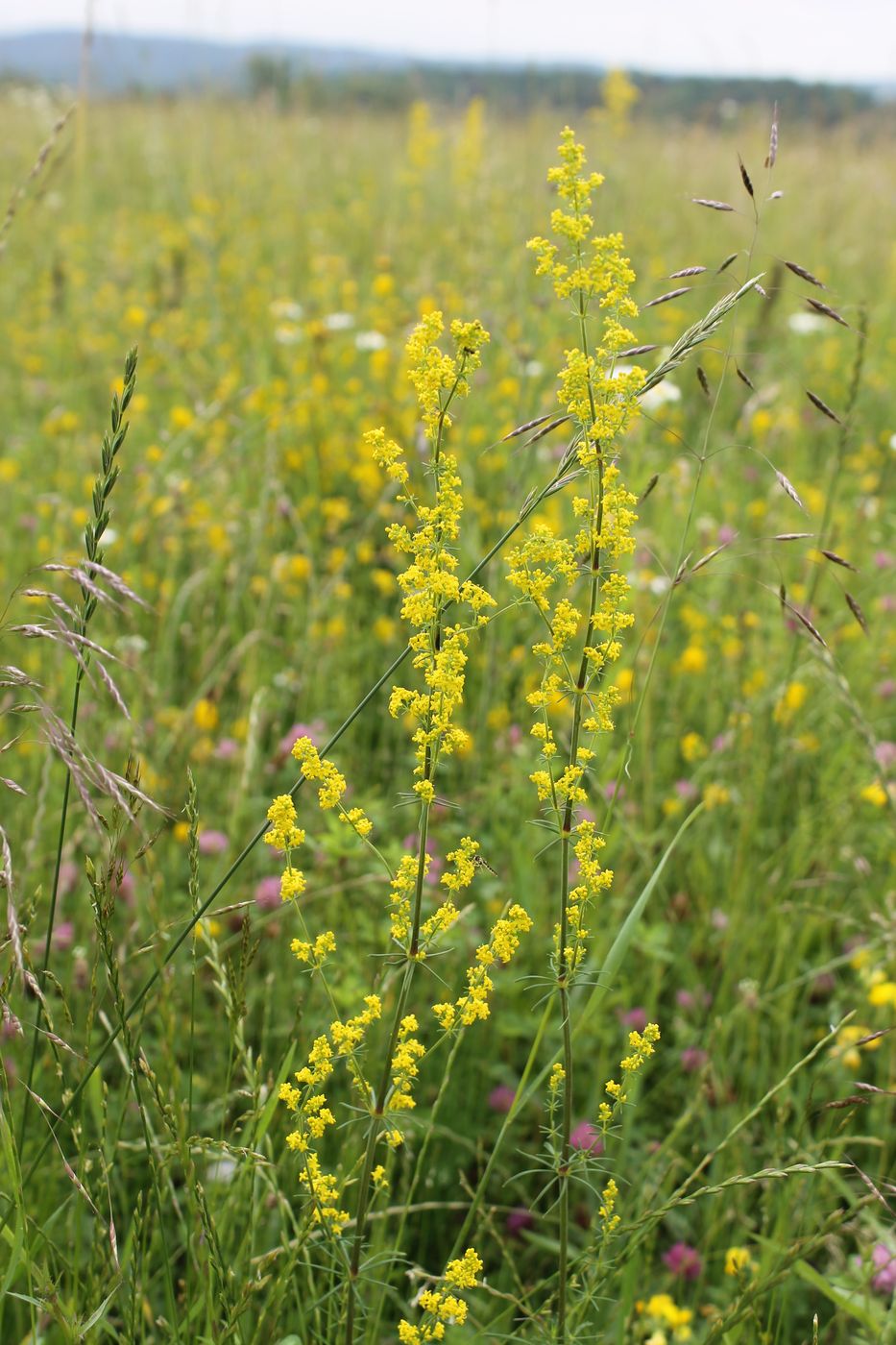 Изображение особи Galium verum.