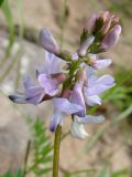 Astragalus alpinus. Соцветие. Якутия (Саха), Алданский р-н, левый берег р. Тимптон, 205 км от устья. 06.07.2011.