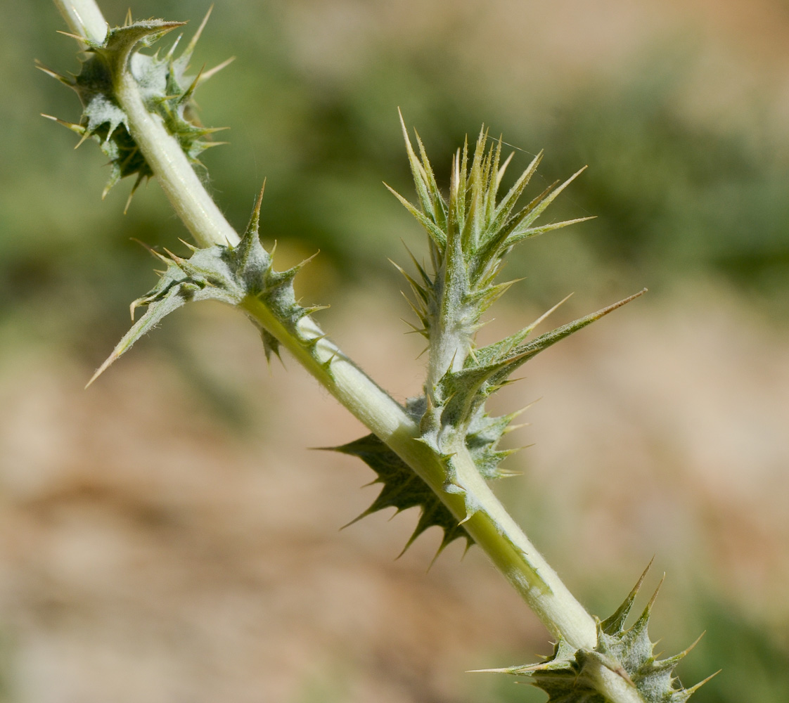 Image of Cousinia libanotica specimen.
