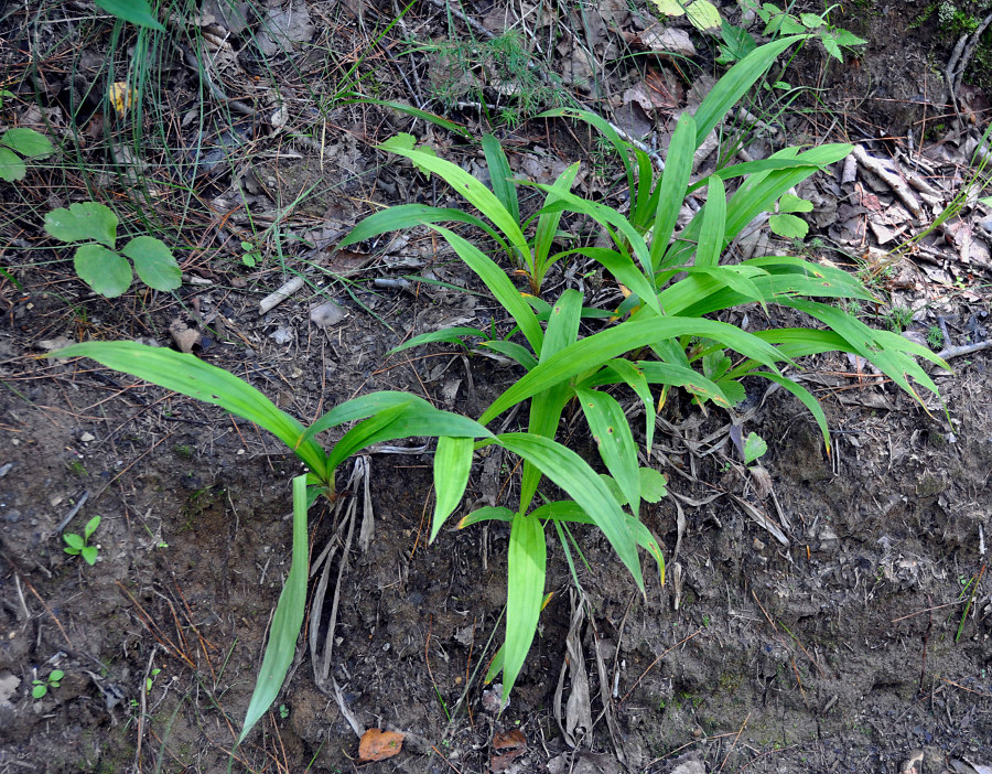 Image of Carex siderosticta specimen.