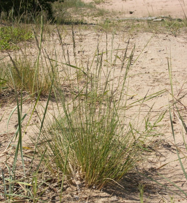 Изображение особи Festuca sabulosa.