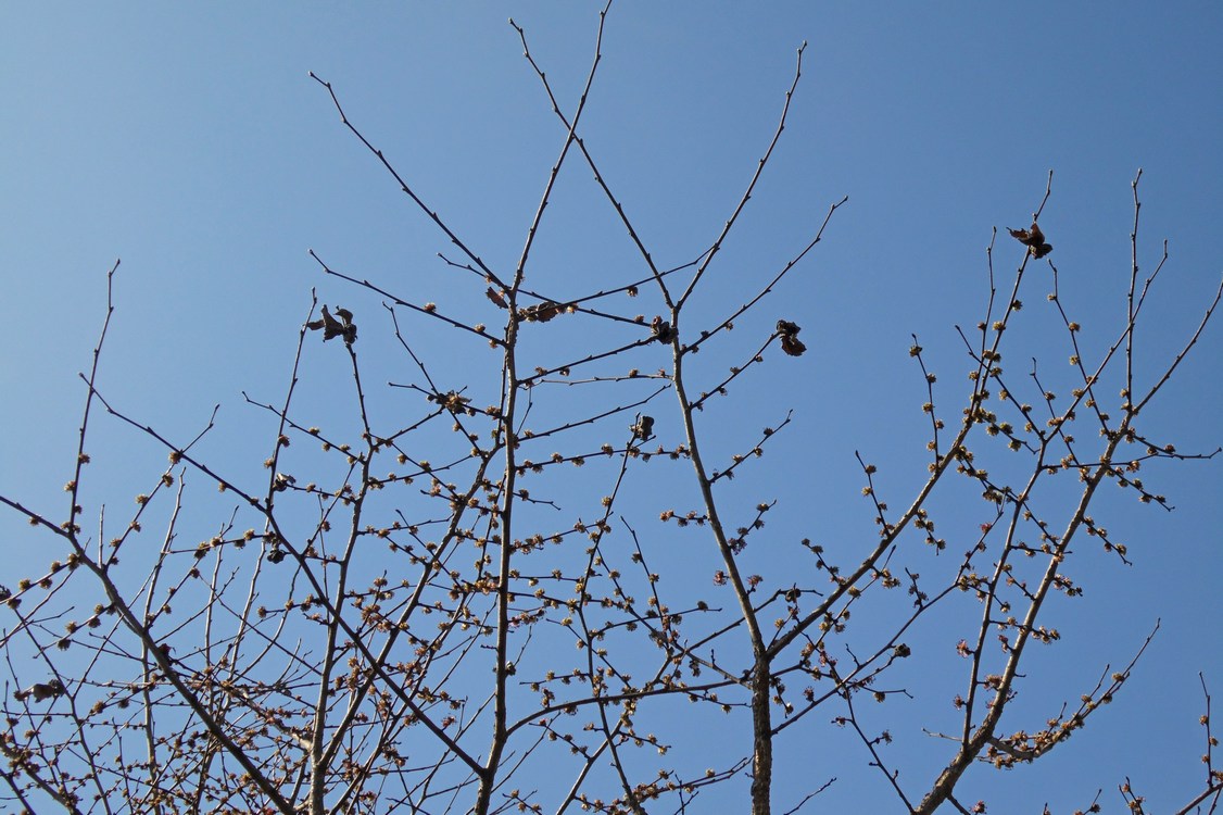 Изображение особи Ulmus minor.