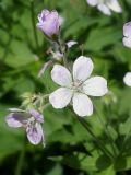 Geranium sylvaticum. Верхушка цветущего побега. Ленинградская обл., Кировский р-н, окр. сад. Восход, зеленая зона между Староладожским и Новоладожским каналами. 31.05.2014.