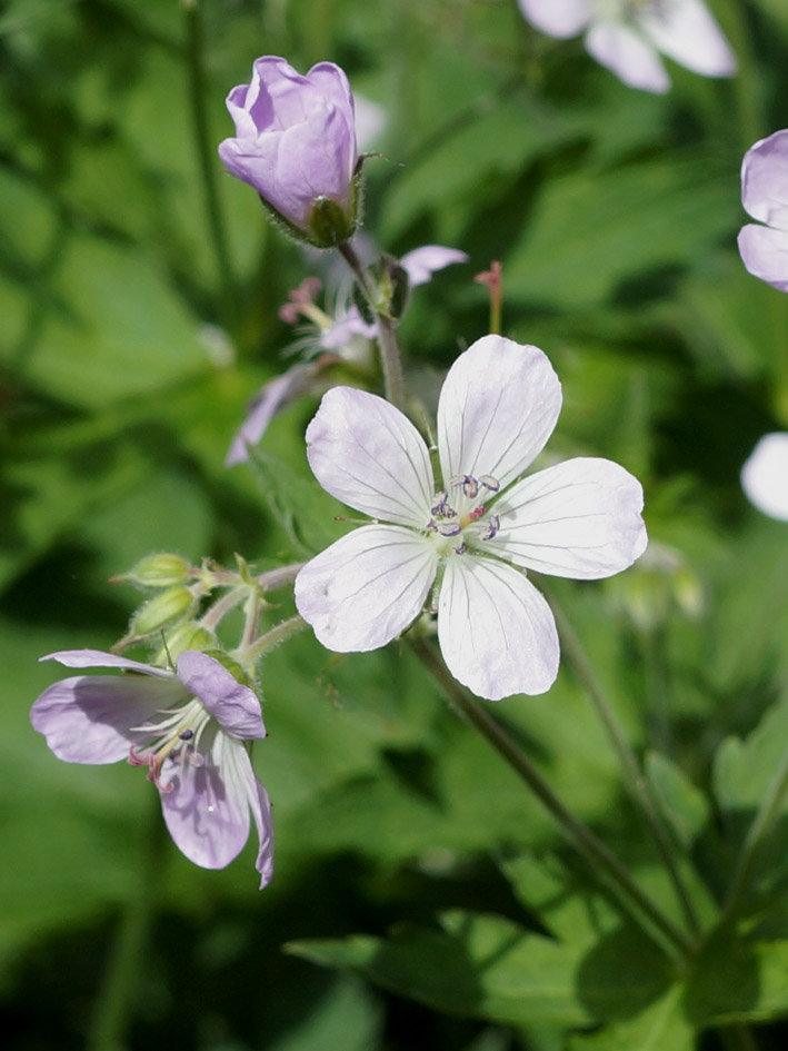 Изображение особи Geranium sylvaticum.