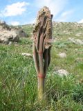 Ferula pallida. Молодой побег. Южный Казахстан, Сырдарьинский Каратау, горы Улькунбурултау. 21 марта 2016 г.