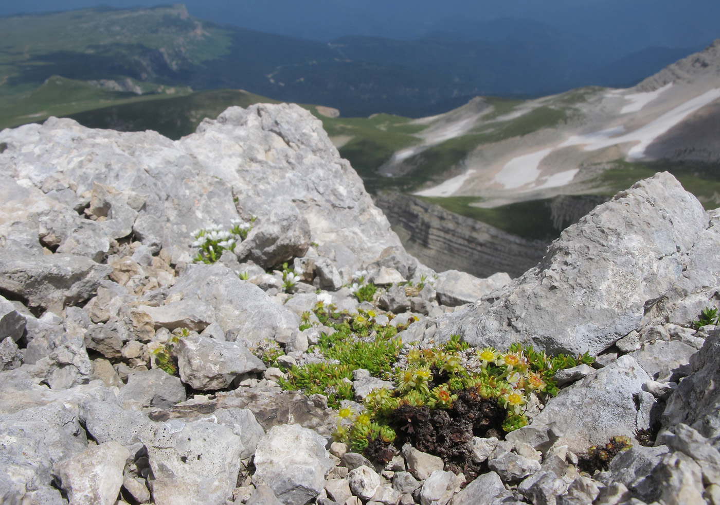 Изображение особи Saxifraga adenophora.