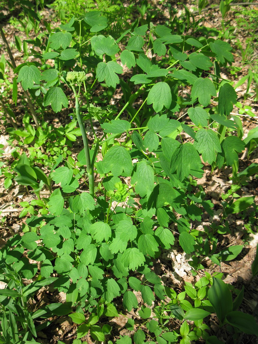 Изображение особи Thalictrum aquilegiifolium.