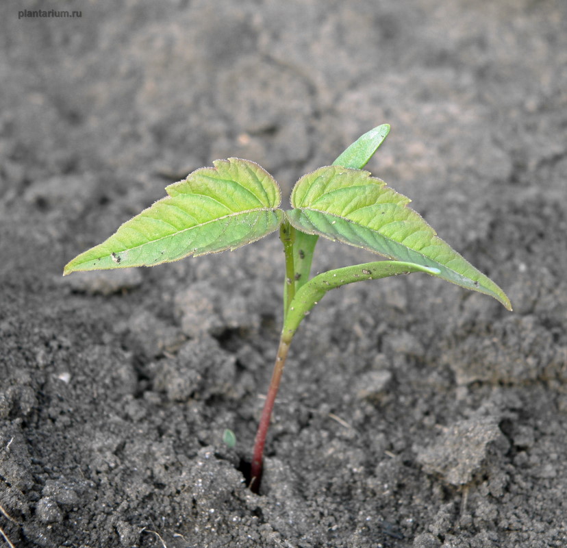 Image of Acer negundo specimen.