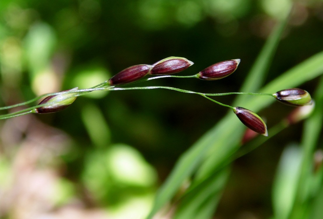 Изображение особи Melica uniflora.