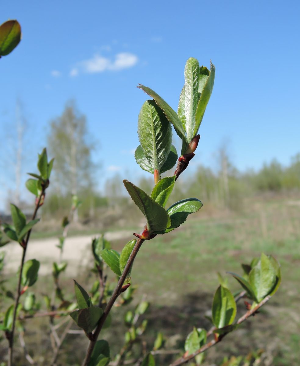 Изображение особи &times; Sorbaronia mitschurinii.