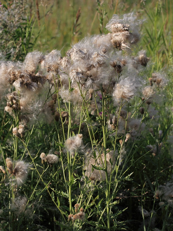 Image of Cirsium arvense specimen.