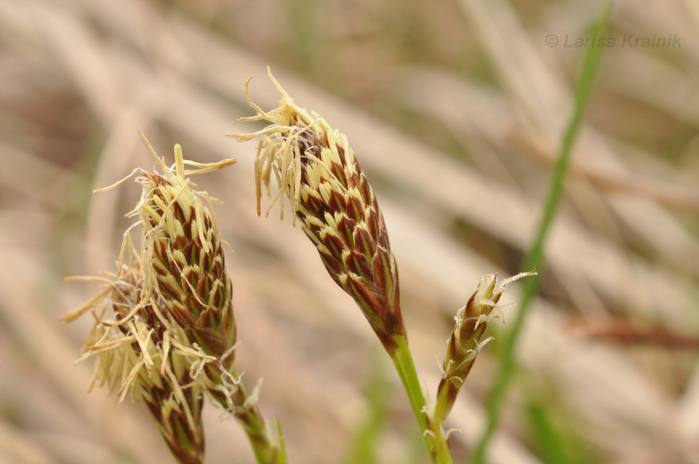 Image of genus Carex specimen.