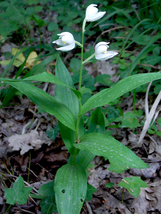 Image of Cephalanthera longifolia specimen.