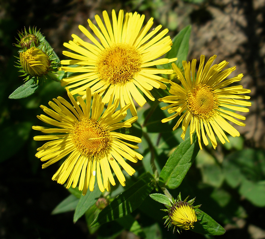 Image of Inula japonica specimen.