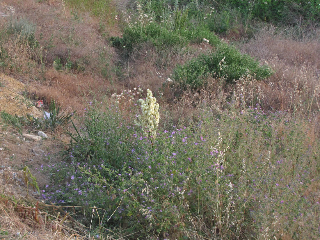 Image of Yucca flaccida specimen.