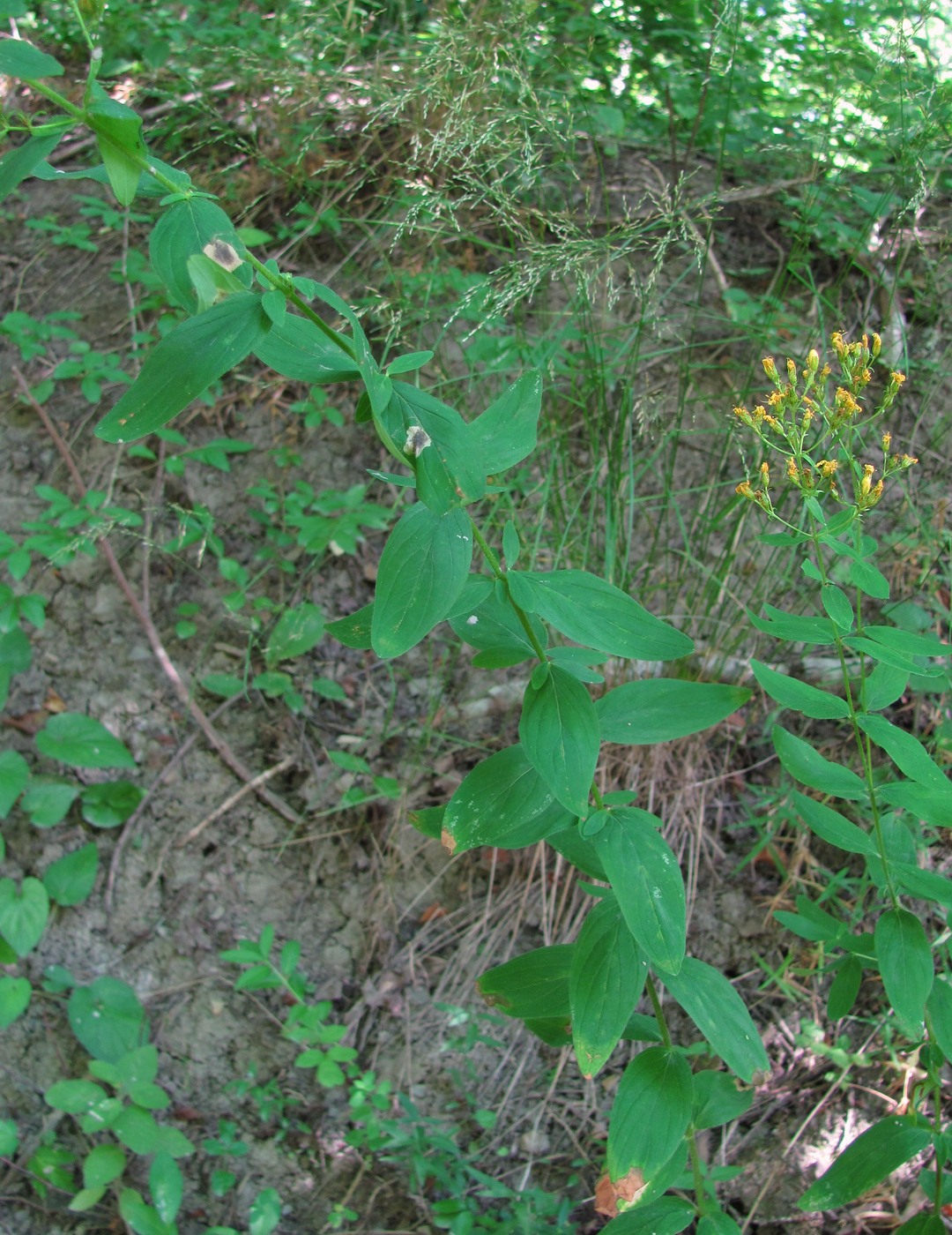 Изображение особи Hypericum hirsutum.