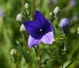 Platycodon grandiflorus