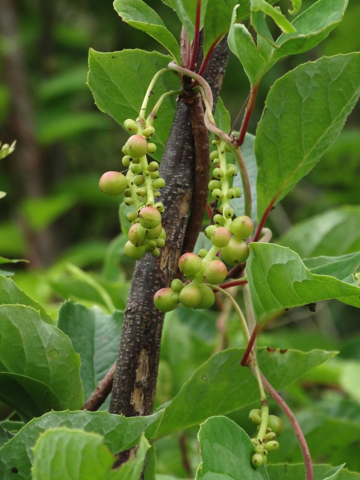 Изображение особи Schisandra chinensis.
