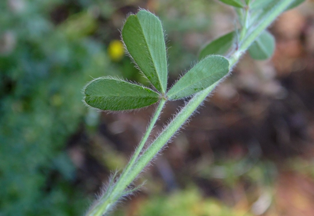 Image of Trifolium arvense specimen.