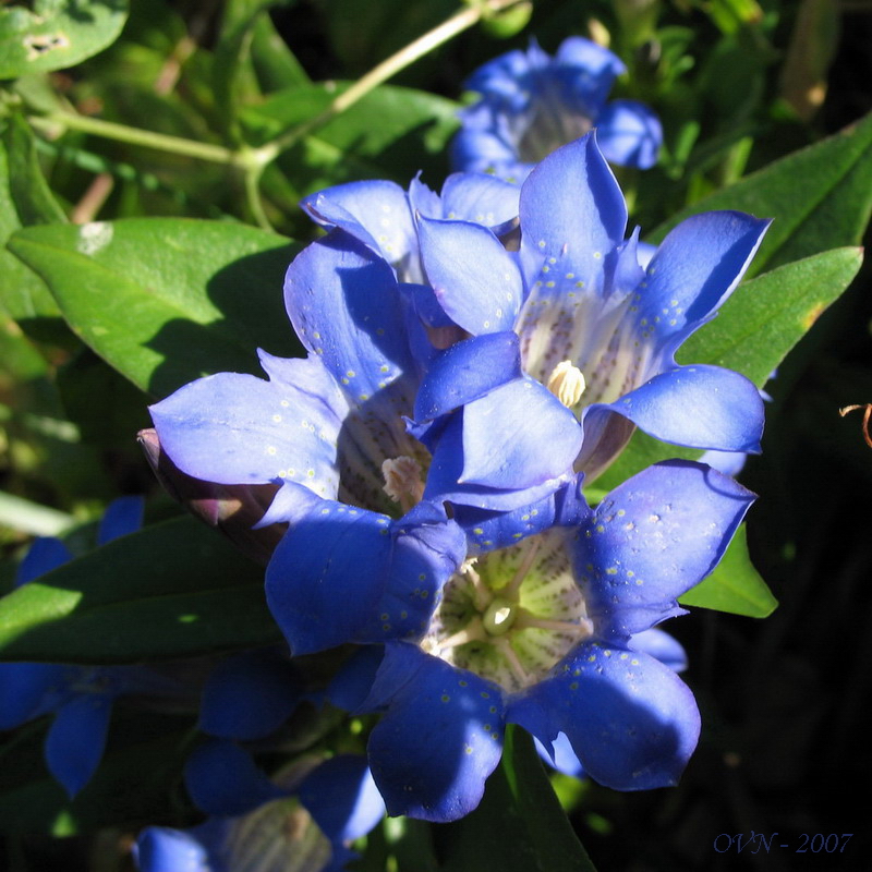 Изображение особи Gentiana scabra.