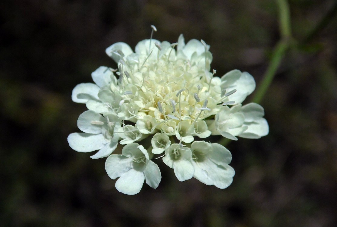 Image of Scabiosa ochroleuca specimen.