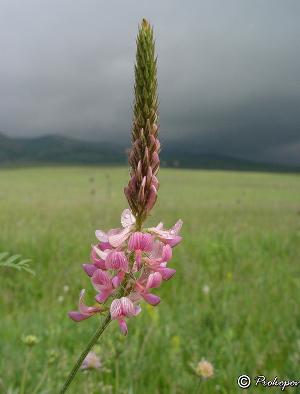 Image of Onobrychis arenaria specimen.