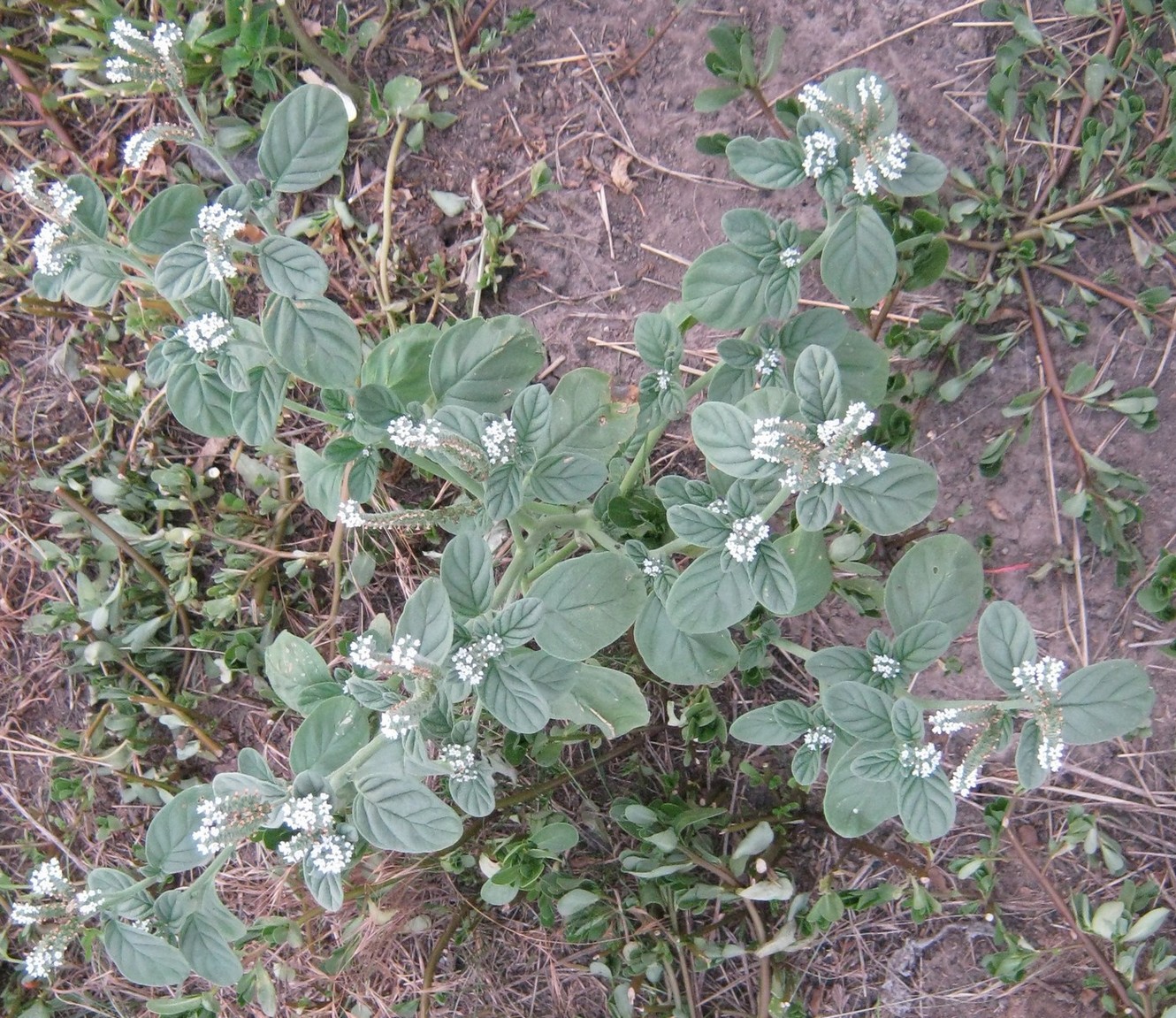 Image of genus Heliotropium specimen.