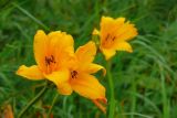 Hemerocallis