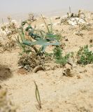 Pancratium sickenbergeri