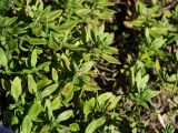 род Thymus