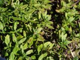 genus Thymus. Верхушки побегов. Приморье, окр. г. Находка, гора Сестра, на скалах. 29.09.2016.