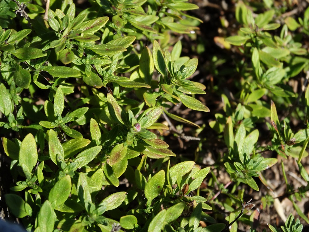 Image of genus Thymus specimen.