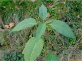 Helianthus tuberosus