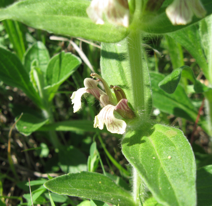 Image of Ajuga laxmannii specimen.