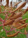 Syringa reticulata