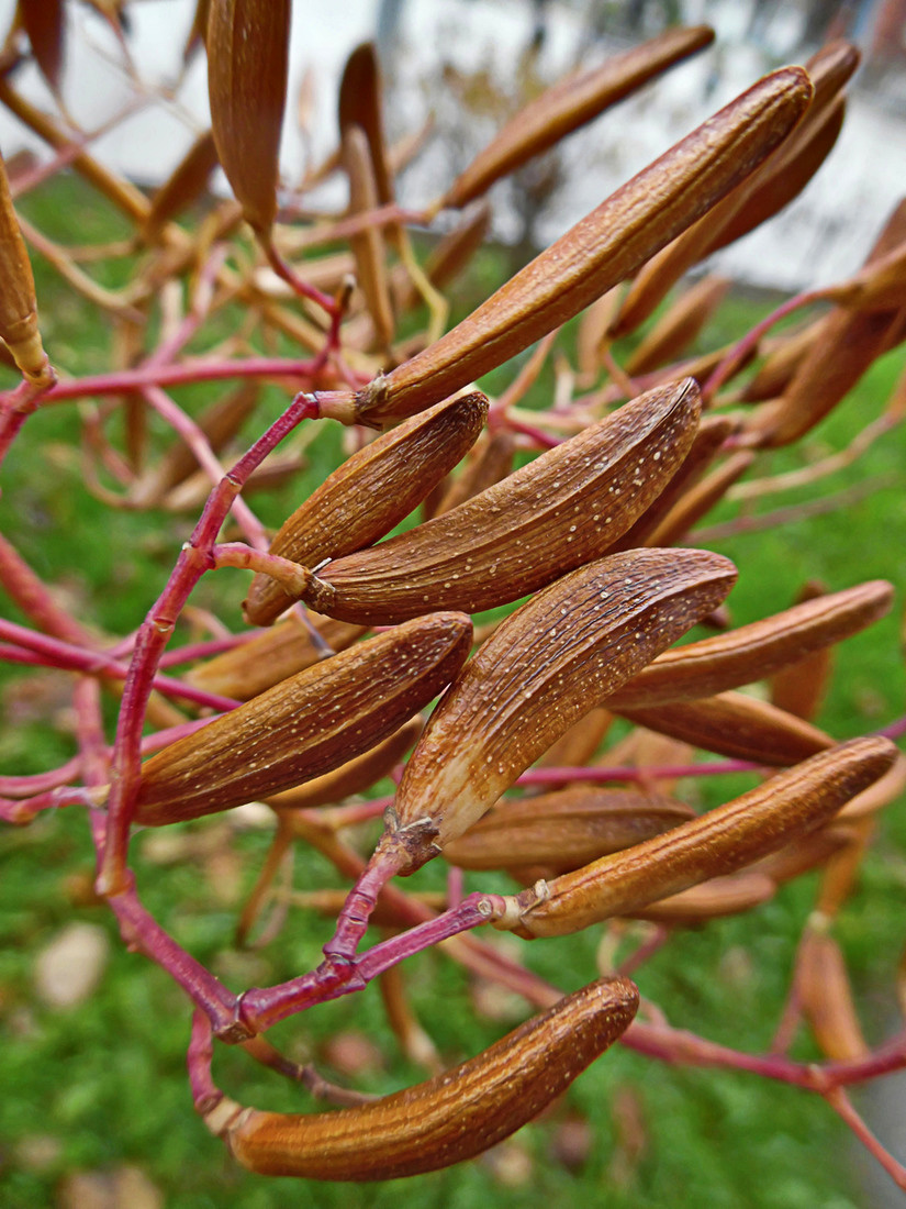 Image of Syringa reticulata specimen.