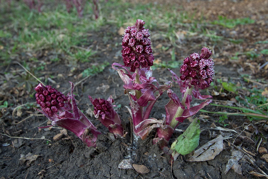 Image of Petasites hybridus specimen.