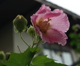 Hibiscus &times; hybridus