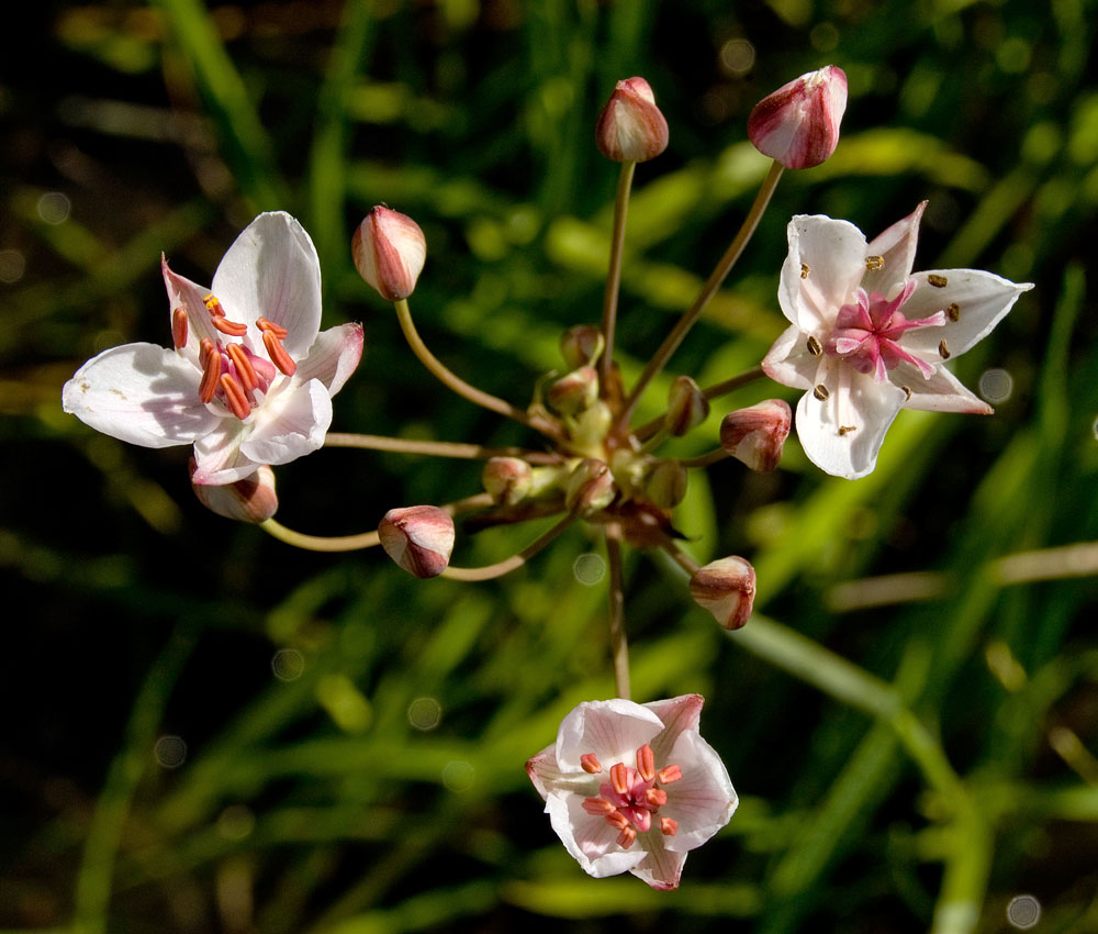 Изображение особи Butomus umbellatus.