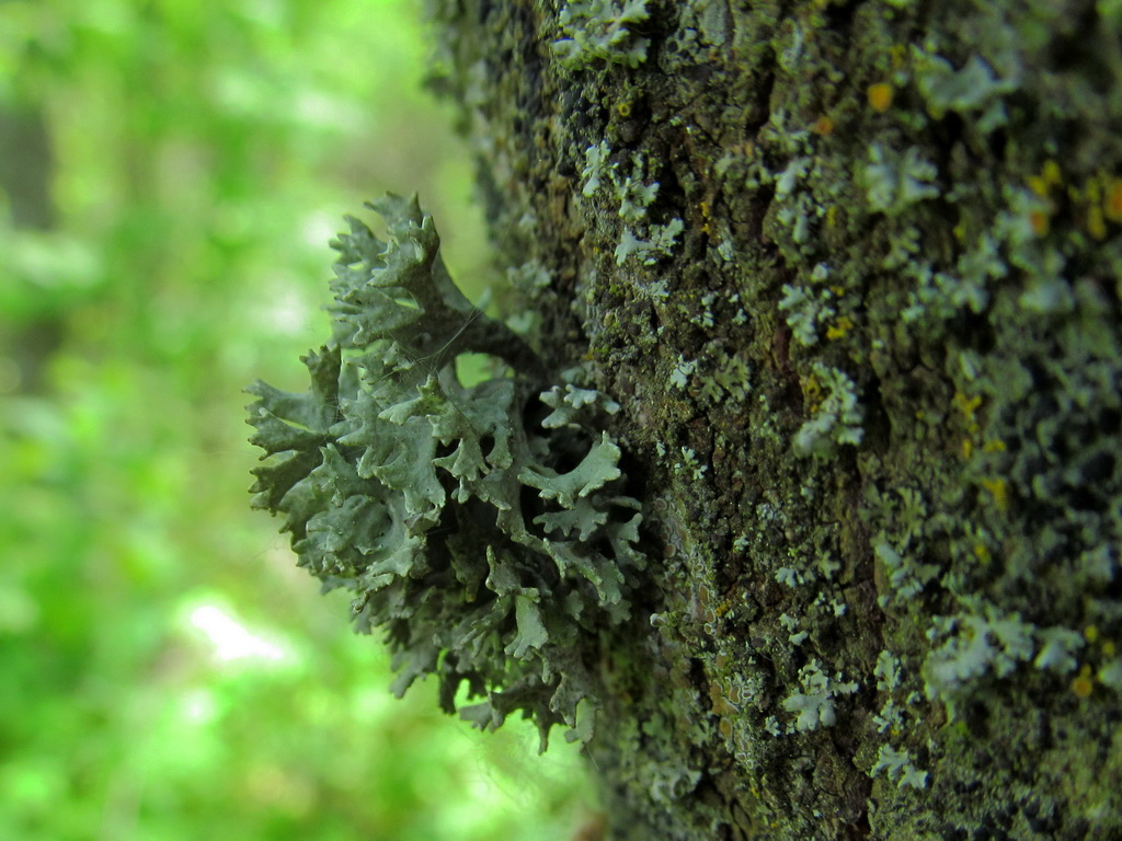 Image of division Ascomycota specimen.