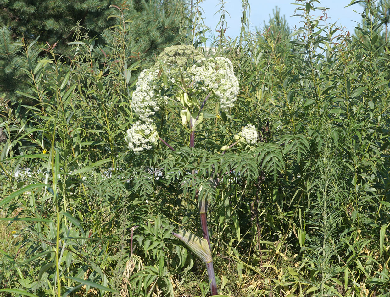 Image of Angelica dahurica specimen.