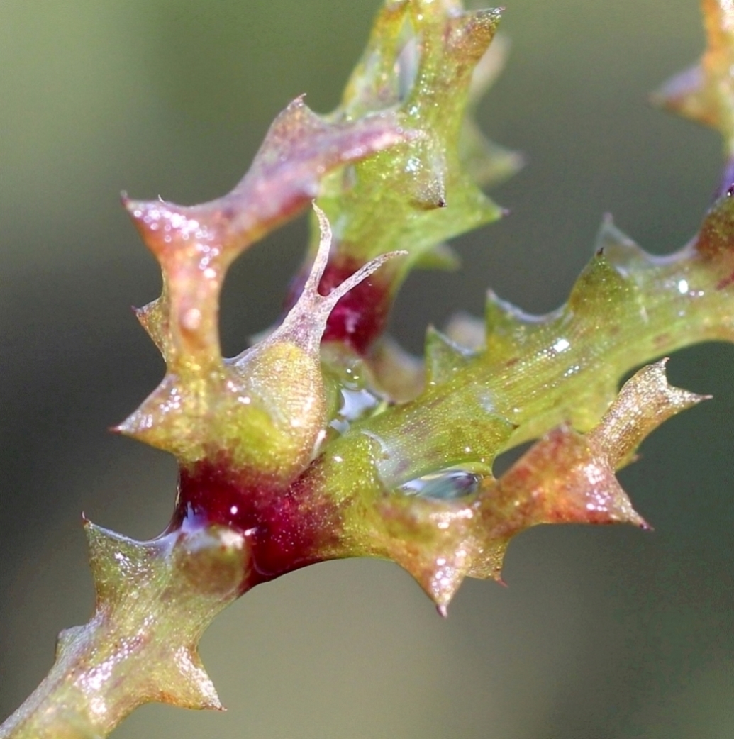 Image of Najas marina specimen.