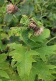 Cirsium kamtschaticum