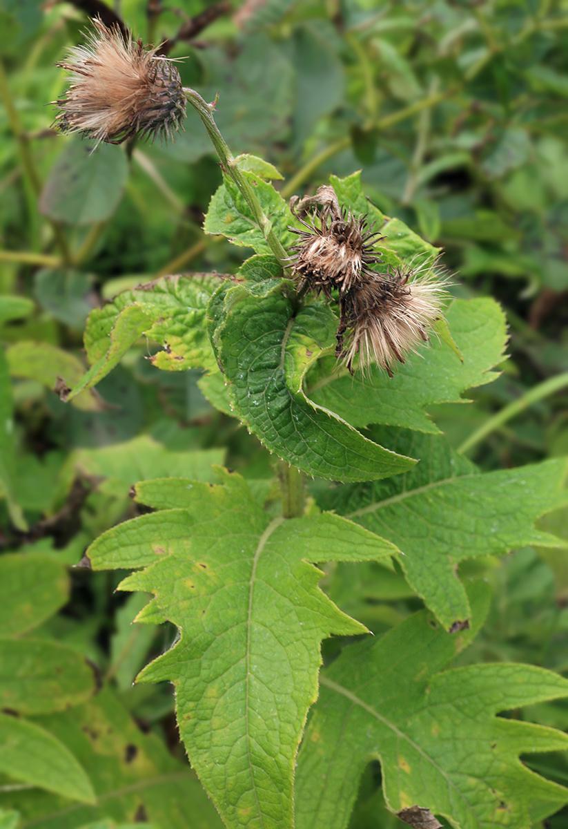 Image of Cirsium kamtschaticum specimen.