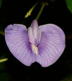 Clitoria macrophylla