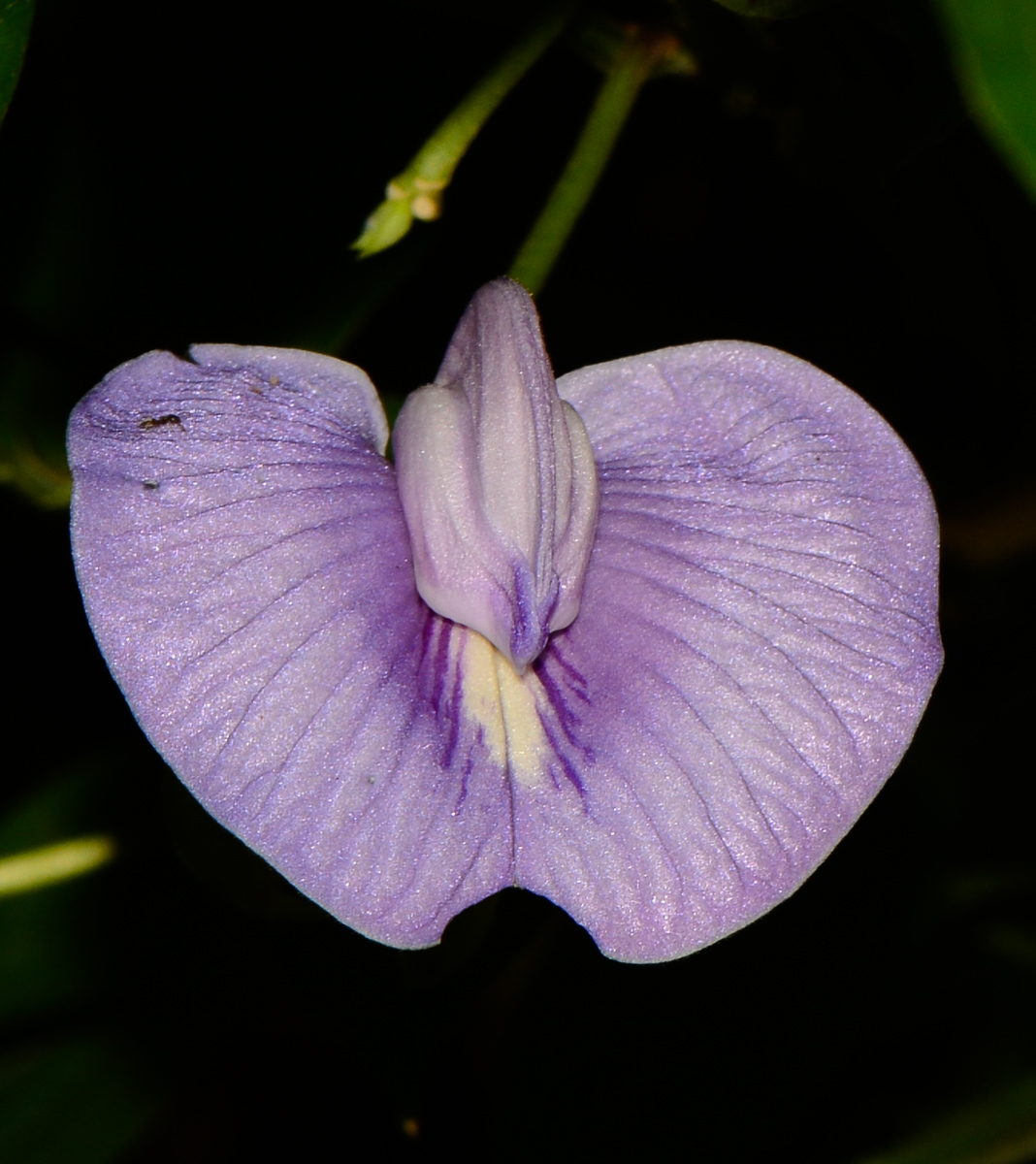 Изображение особи Clitoria macrophylla.