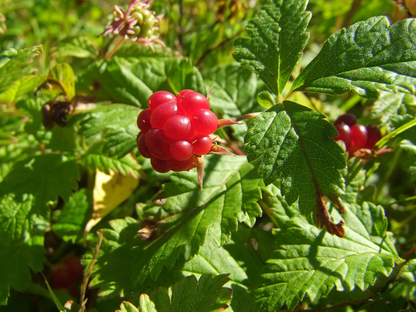 Изображение особи Rubus arcticus.