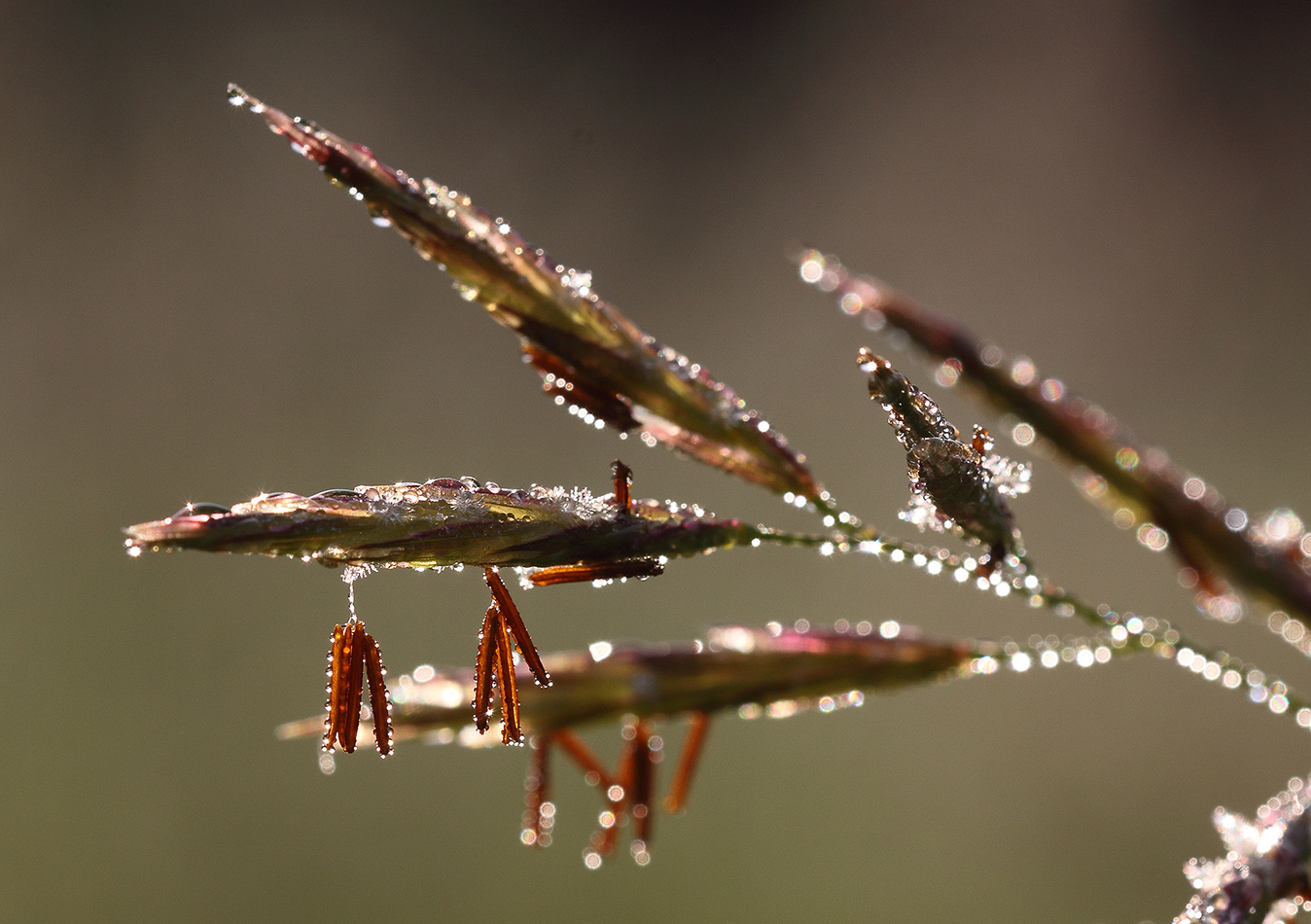 Image of Bromopsis inermis specimen.