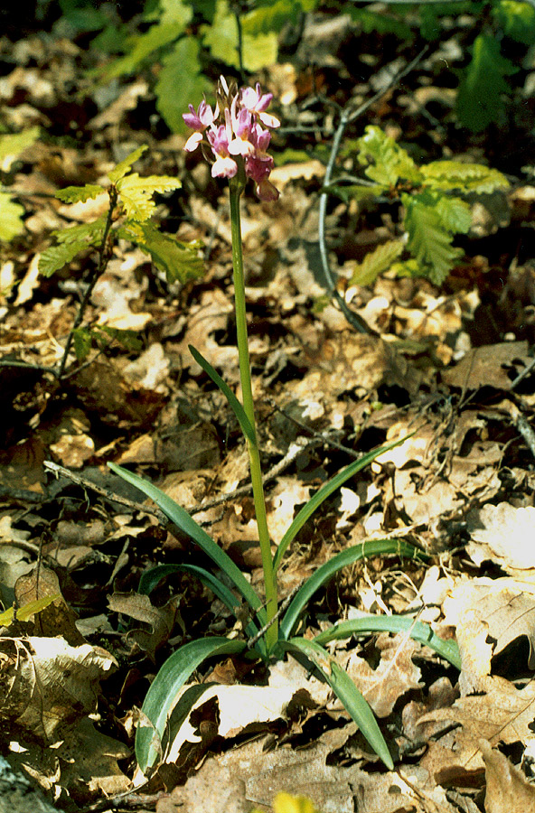 Image of Dactylorhiza romana specimen.